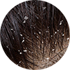Label - Caspa - CLP Cabelo