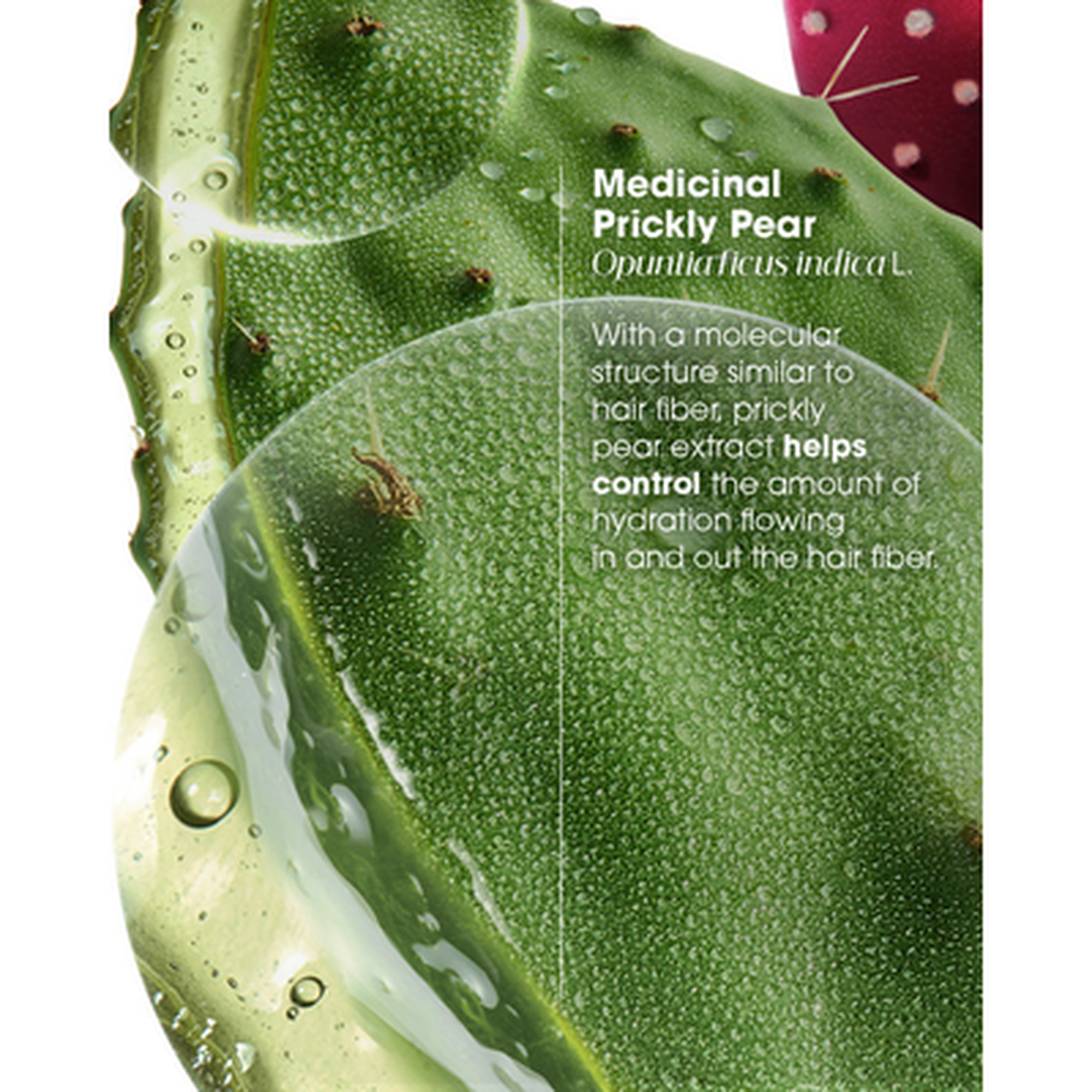 Prickly Pear 72h Hydration&Shine Plump Mask