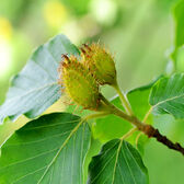 Super Multi-Corrective Cream SPF30 Wells Image 5