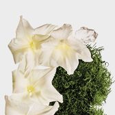 Calvin Klein CK Cotton Musk Mist Wells Image 2