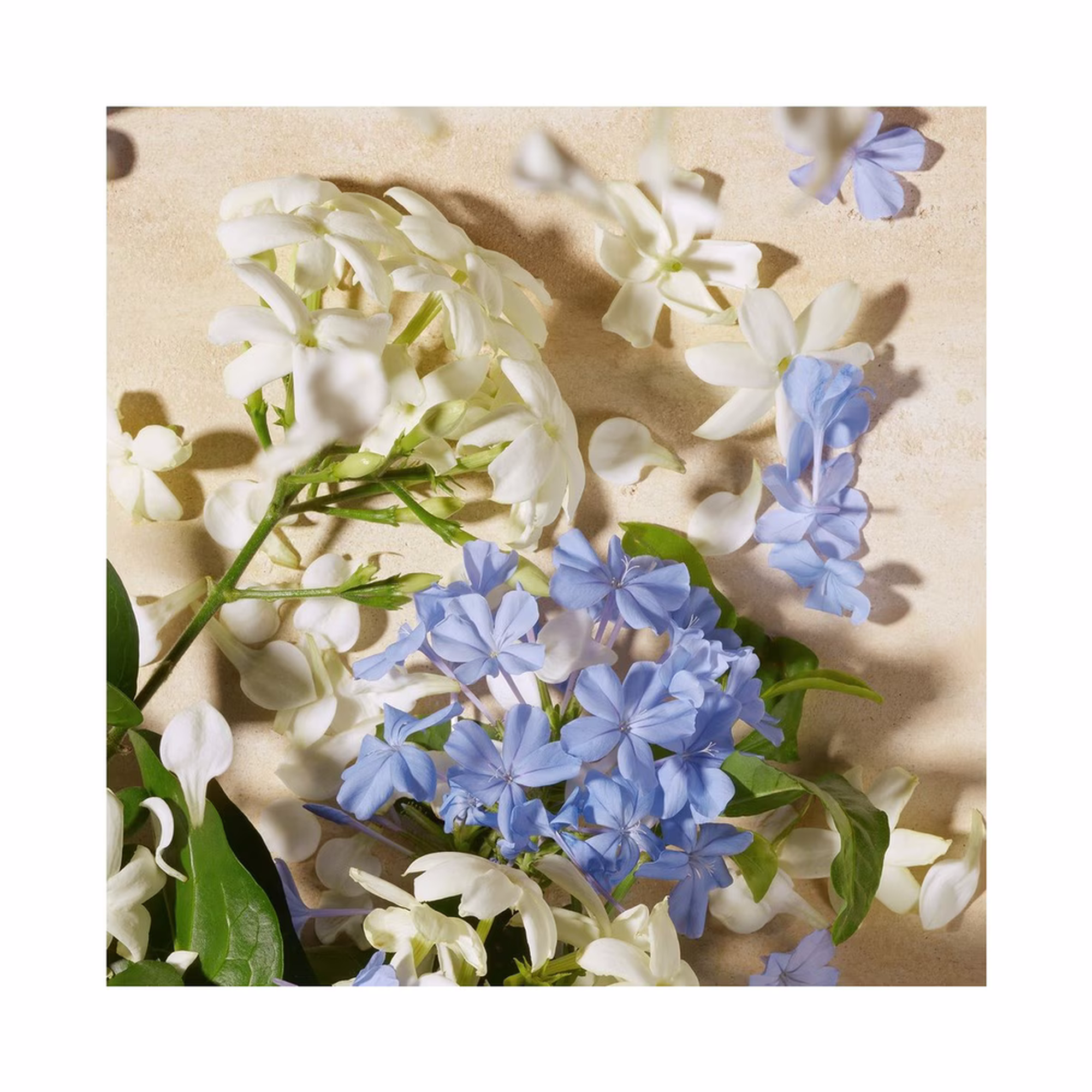 Dolce & Gabbana Blue Jasmine EDP