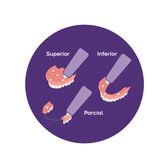 Creme Fixador Próteses Dentárias Prodentix 40 gr Wells Image 3