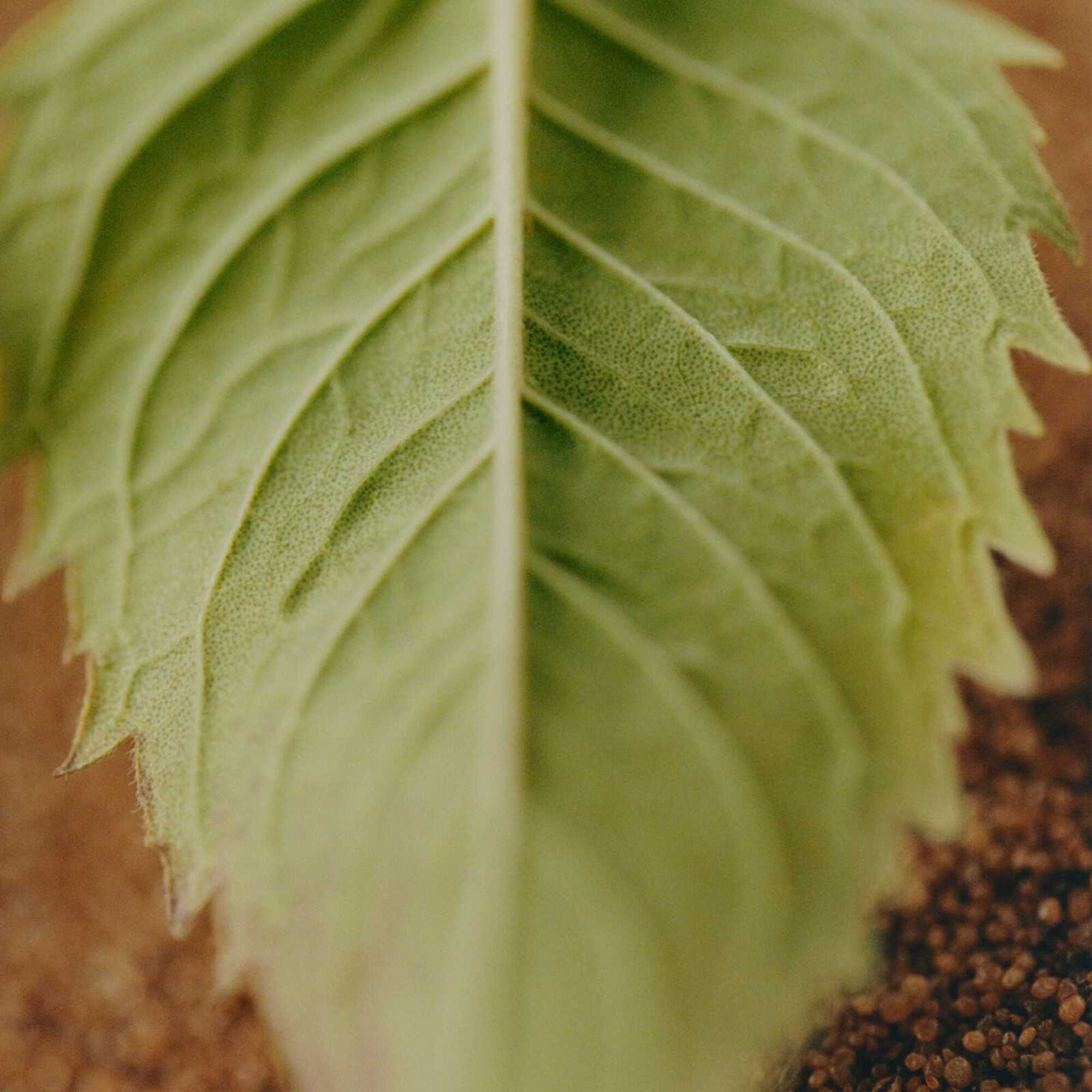 Chloé Nomade Jasmin Naturel EDP Intense