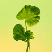 Calvin Klein Eternity Men EDT Wells Image 7