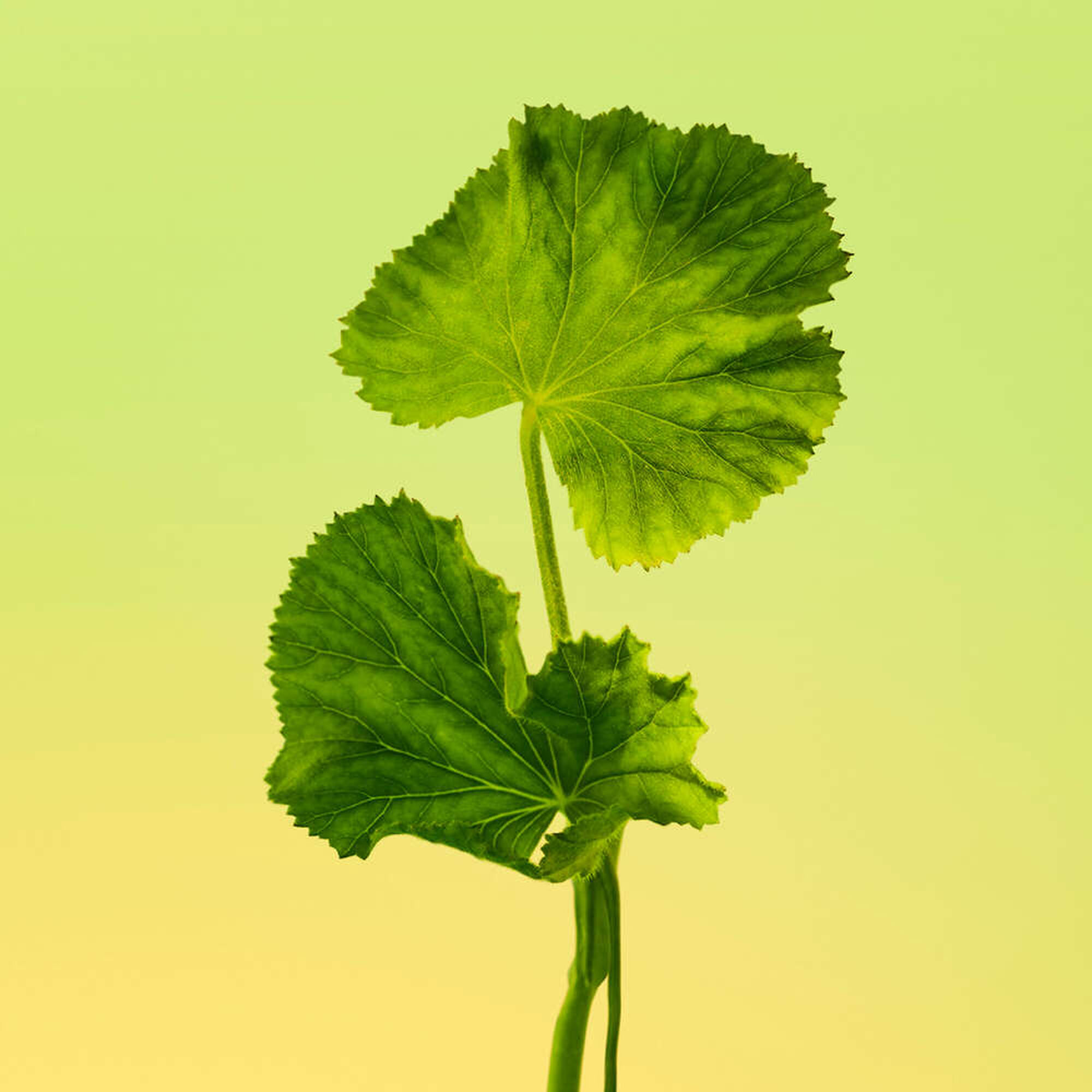 Calvin Klein Eternity Men EDT