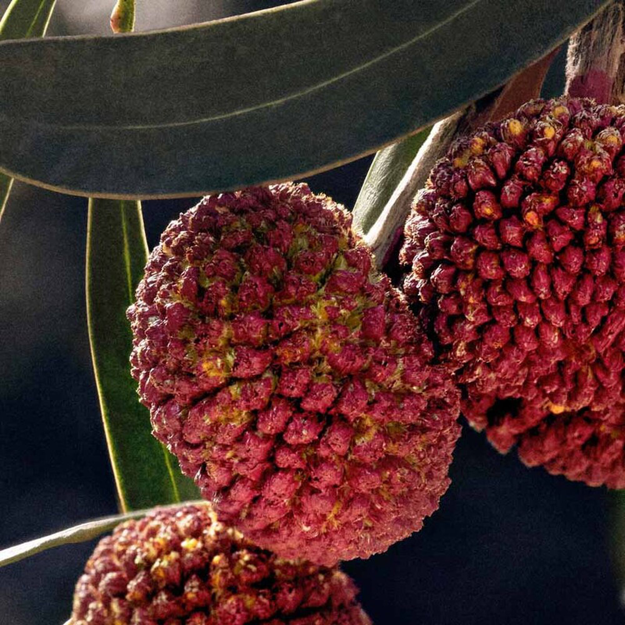 Chloé Signature Eau de Parfum Recarga