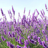 Midnight Recovery Botanical Cleansing Oil Wells Image 5