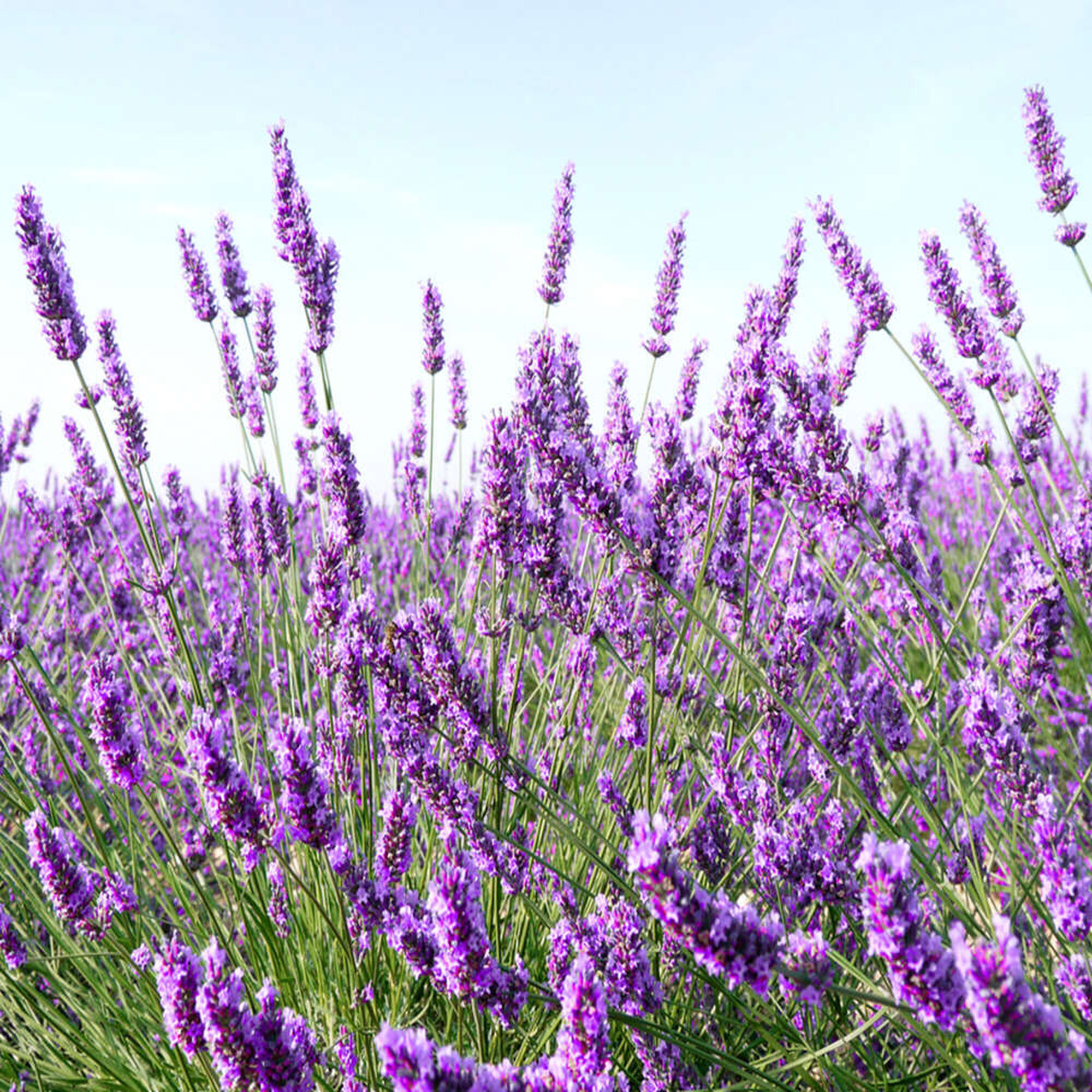 Midnight Recovery Botanical Cleansing Oil