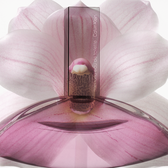 Euphoria Woman Eau de Toilette Wells Image 5