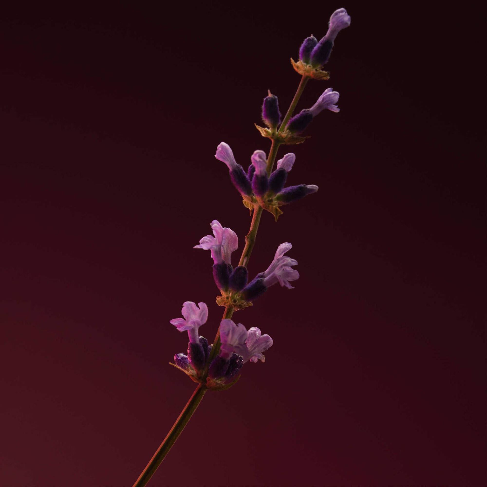 Hugo Boss The Scent For Him Elixir EDP