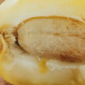 Chloé Nomade Jasmin Naturel EDP Intense 75 ml Wells Image 6