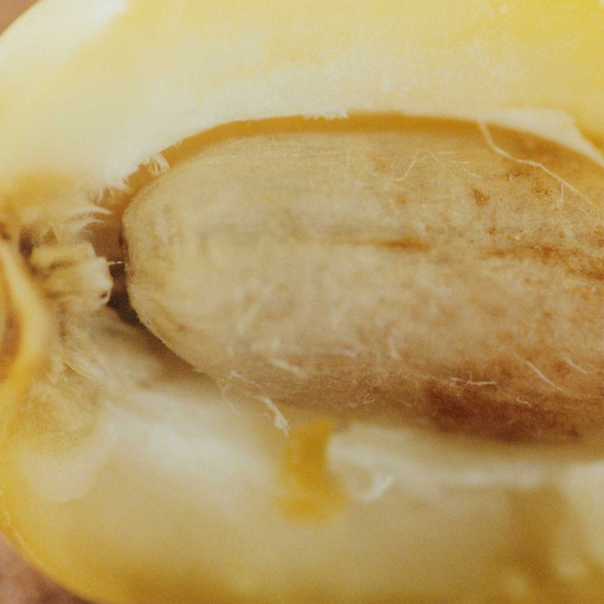 Chloé Nomade Jasmin Naturel EDP Intense