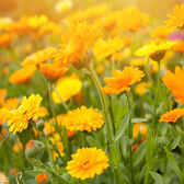 Calendula Herbal-Extract Toner Wells Image 5