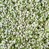 Super Multi-Corrective Cream SPF30 Wells Image 4