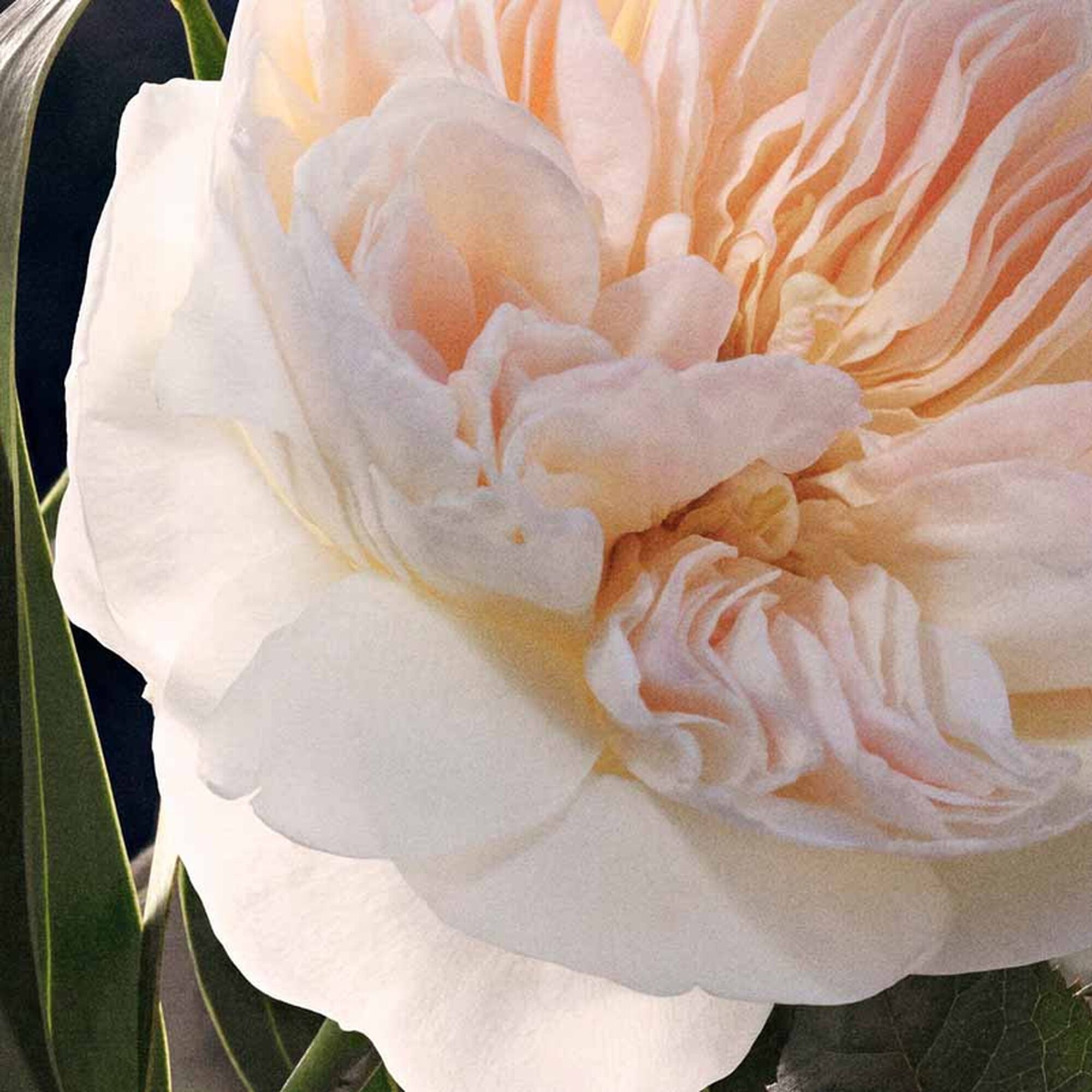 Chloé Signature Eau de Parfum Recarga