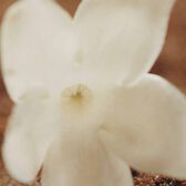 Chloé Nomade Jasmin Naturel EDP Intense 75 ml Wells Image 5