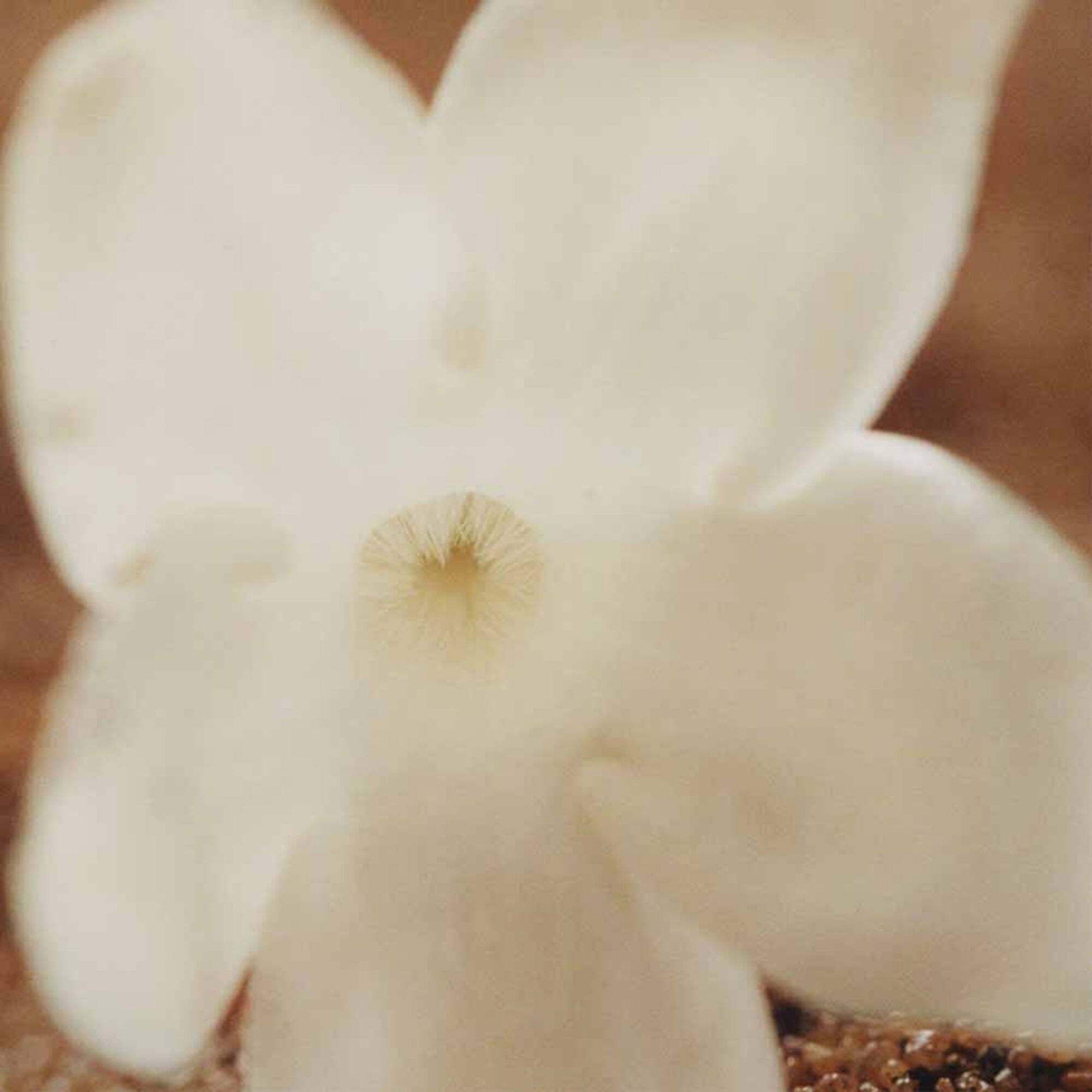 Chloé Nomade Jasmin Naturel EDP Intense