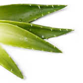 Gel Corporal Calmante Aloé Vera Wells Image 3